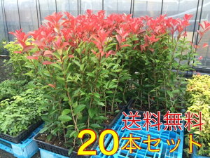 レッドロビン 盆栽 植木の人気商品 通販 価格比較 価格 Com