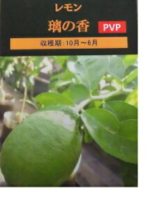 y P i z  mJ 0.6mO 15cm|bg  ̂ EG ̍ ږؕc yɃx_ł PVPc A c  ʎc ʎ  k