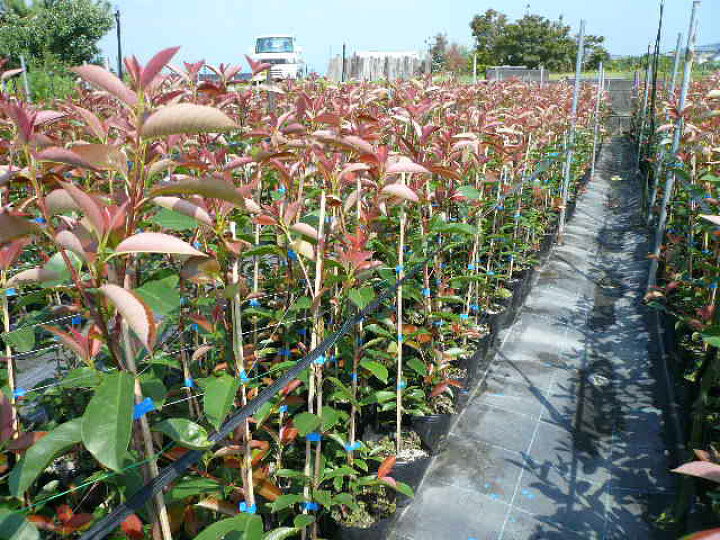 楽天市場 単 品 レッドロビン 樹高0 7m前後 15cmポット れっどろびん ベニカナメモチ ベニカナメ れっどろびん 苗 植木 苗木 生垣 目隠し 花と緑