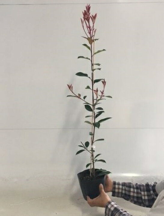 2874円 楽天スーパーセール レッドロビン 25本セット 樹高0 4m前後 10 5cmポット ベニカナメモチ ベニカナメ れっどろびん 垣根 生垣用 苗木 植木 苗 庭木 生け垣 送料込み 目隠し 生垣