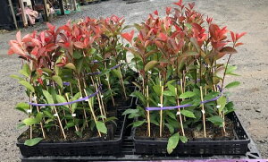 レッドロビン 盆栽 植木の人気商品 通販 価格比較 価格 Com