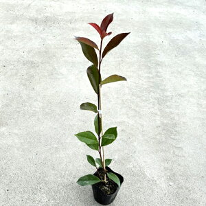 yzy20{Zbgz bhr 0.7mO 10.5cm|bg ǂт xjJi` xjJi ǂт c A c  _ ډB