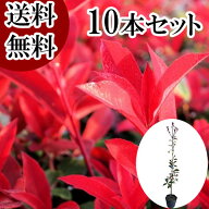 【送料無料】【10本セット】 レッドロビン 樹高0.8m前後 15cmポット れっどろびん ベニカナメモチ ベニカ…