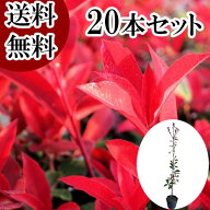 【送料無料】【20本セット】 レッドロビン 樹高0.8m前後 15cmポット れっどろびん ベニカナメモチ ベニカ…