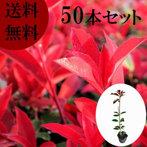 【送料無料】【50本セット】 レッドロビン 樹高0.6m前後 10.5cmポット れっどろびん ベニカナメモチ ベニカナメ れっどろびん 苗 植木 苗木 生垣 目隠し
