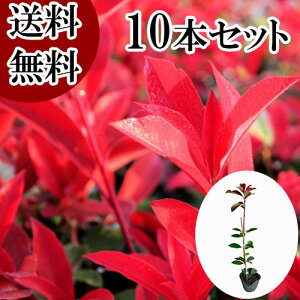 yzy10{Zbgz bhr 0.6mO 10.5cm|bg ǂт xjJi` xjJi ǂт c A c  _ ډB