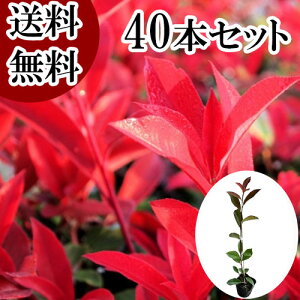 【送料無料】【40本セット】 レッドロビン 樹高0.8m前後 10.5cmポット れっどろびん ベニカナメモチ ベニカナメ れっどろびん 苗 植木 苗木 生垣 目隠し