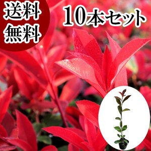 yzy10{Zbgz bhr 0.8mO 10.5cm|bg ǂт xjJi` xjJi ǂт c A c  _ ډB