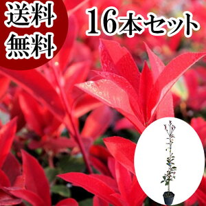 yzy16{Zbgz bhr 1.0mO 15cm|bg ǂт xjJi` xjJi ǂт c A c  _ ډB