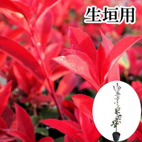 楽天市場】レッドロビン 苗の通販