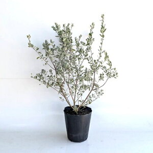 yzy P i z ERtB teXPX 0.7mO 21cm|bg ꂤӂ ERtB Vo[[t t c A c  7 ډB