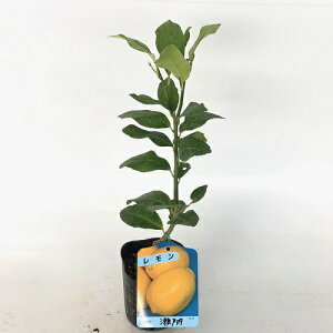 yzy10{Zbgz  ˓(L) 0.2mO 9.0cm|bg  [Ƃˁ[ ZgE` ږؕc yɃx_ł A c ʎc ʎ  