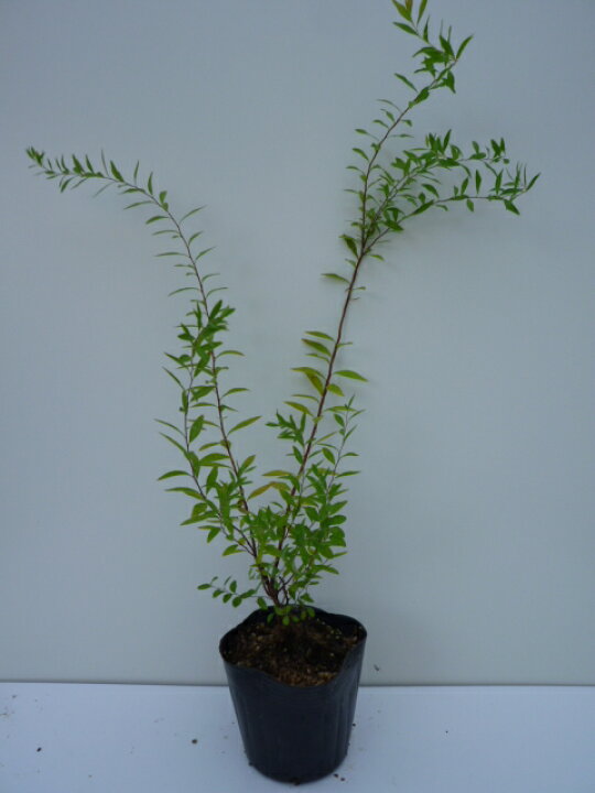 楽天市場 単 品 ユキヤナギ 樹高0 3m前後 10 5cmポット ゆきやなぎ 雪柳 苗 植木 苗木 生垣 目隠し 花と緑