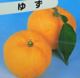 楽天市場 ゆず 庭木の通販