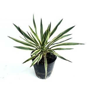 yzy4{Zbgz bJ OIT oGK[^ 0.3mO 21cm|bg  肨 ΂肦[ OIT oGK[^ c A c  _ ډB
