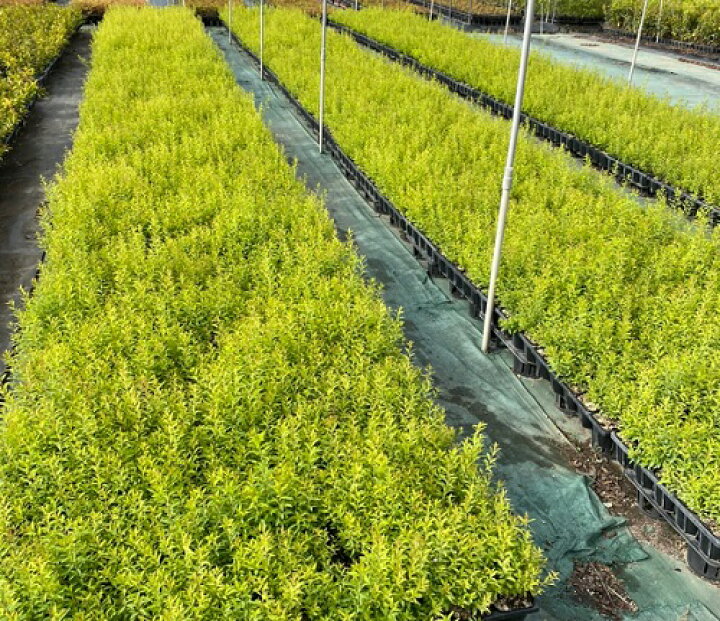 楽天市場 ユキヤナギ 樹高0 3m前後 10 5cmポット 単 品 ゆきやなぎ 雪柳 苗 植木 苗木 生垣 目隠し 花と緑 楽天市場 ユキヤナギ 樹高0 3m前後 10 5cmポット 単 品 ゆきやなぎ 雪柳 苗 植木 苗木 生垣 目隠し 花と緑