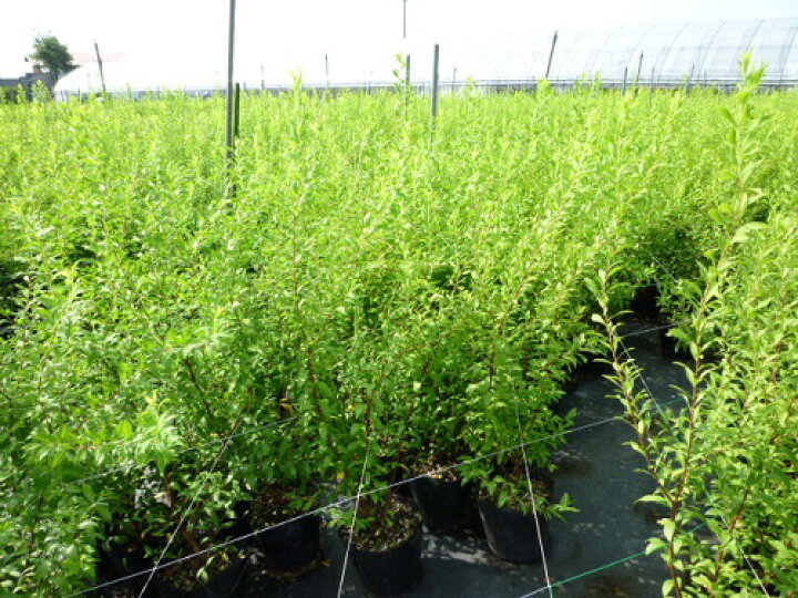 ユキヤナギ 15cmポット 単品 販売 苗 植木 苗木 庭木 垣根 生垣 生け垣 生垣用 目隠し Qnew7219 植木業販 通販 植木業販トサミズキ 15cmポット 本セット 送料無料 販売 苗 植木 苗木 庭木 垣根 生垣 生け垣 生垣用 目隠し 木