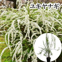 楽天市場】ユキヤナギ（ガーデニング・農業｜花・ガーデン・DIY）の通販