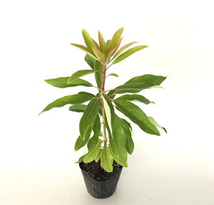 yzy30{Zbgz Yn 0.3mO 10.5cm|bg 䂸 Yn Yn c A c  ډB