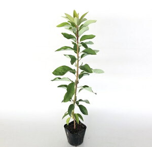 yzy200{Zbgz Yn 0.5mO 10.5cm|bg 䂸 Yn Yn c A c ډB