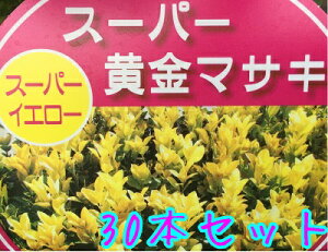 植木 盆栽 マサキの人気商品 通販 価格比較 価格 Com
