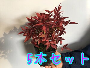植木 盆栽 南天 送料無料の人気商品 通販 価格比較 価格 Com