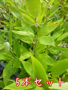 庭木 下草の通販 価格比較 価格 Com