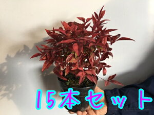 南天 盆栽 植木の人気商品 通販 価格比較 価格 Com