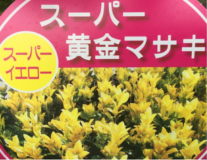 楽天市場 送料無料 本セット オウゴンマサキ 樹高0 6m前後 10 5cmポット 現在緑っぽいですが春の新芽より黄金葉が出ます 黄金マサキ 苗 植木 苗木 生垣 目隠し 花と緑 楽天市場 送料無料 本セット オウゴンマサキ 樹高0 6m前後 10 5cmポット 現在緑っぽいですが春の新芽より黄金葉が出ます 黄金マサキ 苗 植木 苗木 生垣 目隠し 花と緑