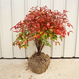 南天 盆栽 植木の人気商品 通販 価格比較 価格 Com