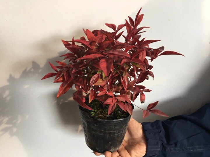 楽天市場 単 品 オタフクナンテン 樹高0 2m前後 12cmポット おたふくなんてん おたふく南天 お多福南天 苗 植木 苗木 生垣 目隠し 花と緑