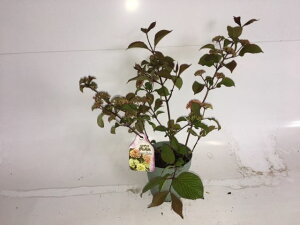 yzy15{Zbgz IIf} WF~j 0.3mO 15cm|bg ł܂ IIf} WF~j c A c