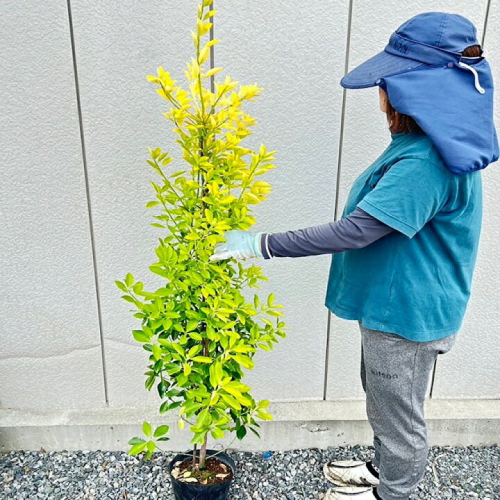 楽天市場】【送料無料】【8本セット】 オウゴンマサキ 樹高1.2m前後 