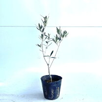 楽天市場】3M（種類（植物）オリーブ）（花・ガーデン・DIY）の通販