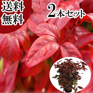 yzy2{Zbgz I^tNie 0.25mO 15cm|bg ӂȂĂ ӂV V c A c  _ ډB