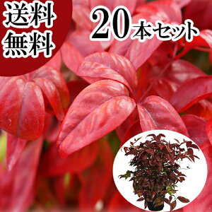 yzy20{Zbgz I^tNie 0.25mO 15cm|bg ӂȂĂ ӂV V c A c  _ ډB