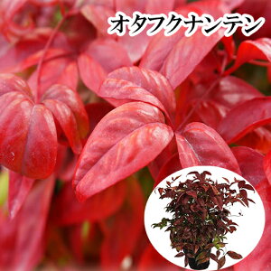 y P i z I^tNie 0.25mO 15cm|bg ӂȂĂ ӂV V c A c  _ ډB