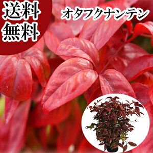 yzy P i z I^tNie 0.25mO 15cm|bg ӂȂĂ ӂV V c A c  _ ډB