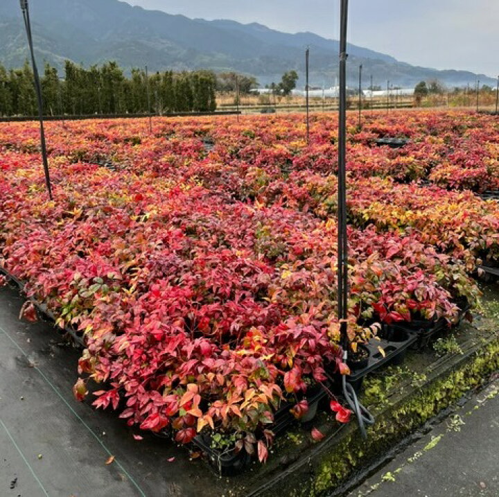 オタフクナンテン お多福南天 15本 植木 苗木 シンボルツリー 生垣 猪之助商店 猪之助商店植木 オタフクナンテン お多福南天 本 植木 苗木 シンボルツリー 生垣 Zahnarzt Franz De