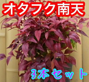 植木 盆栽 オタフクナンテンの人気商品 通販 価格比較 価格 Com