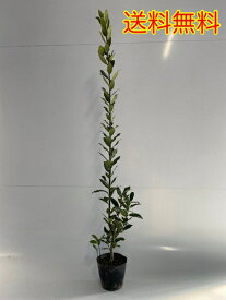 楽天市場 月桂樹 ガーデニング 農業 花 ガーデン Diy の通販