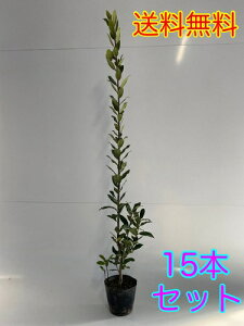 苗 月桂樹の人気商品 通販 価格比較 価格 Com 苗 月桂樹の人気商品 通販 価格比較 価格 Com
