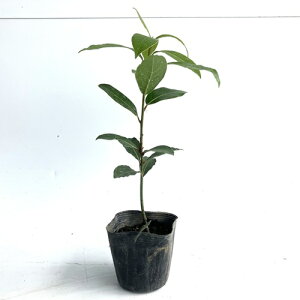yzy40{Zbgz QbPCW 0.2mO 10.5cm|bg  j [G t̍肪₩ȃV{c[ c A c  _ ډB