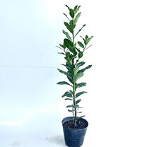 常緑樹 鉢植え の人気商品一覧・価格比較 - 価格 com