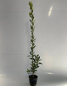 苗 月桂樹の人気商品 通販 価格比較 価格 Com