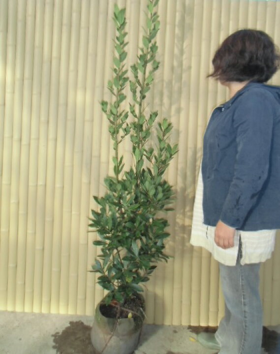 楽天市場 送料無料 単 品 ゲッケイジュ 樹高1 5m前後 根巻き げっけいじゅ 月桂樹 ローリエ 葉の香りがさわやかなシンボルツリー 苗 植木 苗木 生垣 目隠し 花と緑