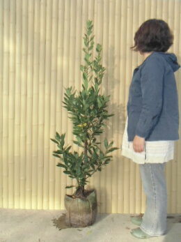 楽天市場 店長おすすめ 掘り出し物 月桂樹 ローリエ ローレル 花と緑