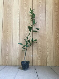月桂樹 植木の人気商品 通販 価格比較 価格 Com 月桂樹 植木の人気商品 通販 価格比較 価格 Com