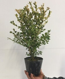 楽天市場 ツゲ 垣根の通販