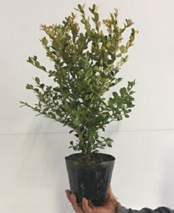 ツゲ 植木の人気商品 通販 価格比較 価格 Com